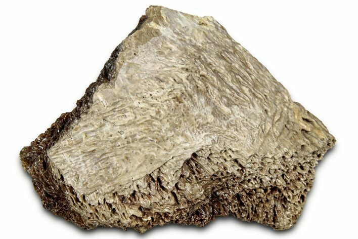 Fossil Tyrannosaur (T rex) Bone Section - Wyoming #328665